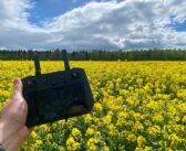 Use new tools for better OSR biomass measurement