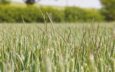 Blackgrass in Wheat