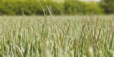Blackgrass in Wheat