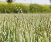 AI to shape smarter blackgrass management