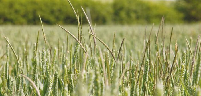 AI to shape smarter blackgrass management