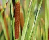 Paludiculture exploration projects demonstrate wetter farming potential