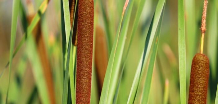 Paludiculture exploration projects demonstrate wetter farming potential