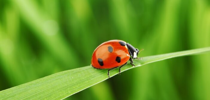 Updates to pest IPM planning tool