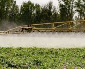 Blight control best practice needed following first UK EU43 finding