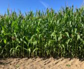 Maize margins shouldn’t be overlooked growers advised