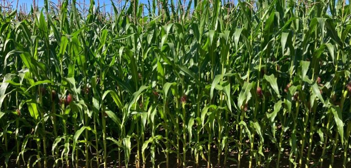 Maize margins shouldn’t be overlooked growers advised