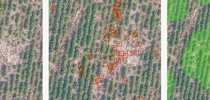 Tallis Amos Group partners with CultiWise to support smarter farming