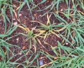 Survey finds Wheat Dwarf Virus widespread