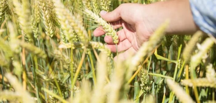 Syngenta gets first European approval for X-Terra hybrid wheat