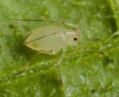 New formulations for acetamiprid insecticide