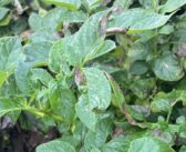 Biostimulants offer blight control boost