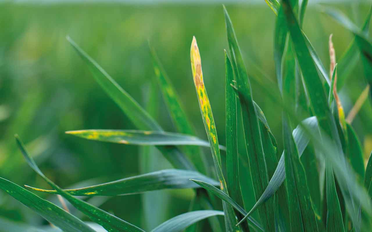 Wheat shoots with septoria