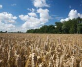 Agronomy Exchange: YEN data review shows crop limitations