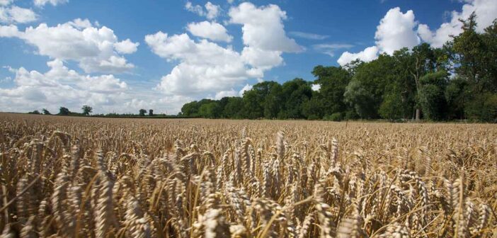 Agronomy Exchange: YEN data review shows crop limitations