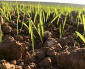 Start spring barley weed control soon to offset dry weather