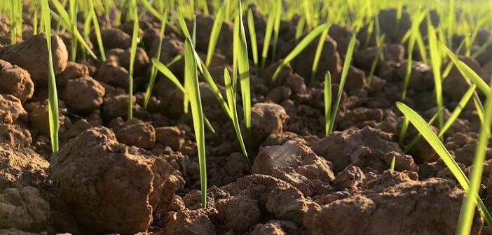Start spring barley weed control soon to offset dry weather