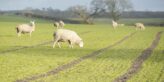 Sheep grazing wheat field