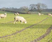 ‘Golden hoof’ strategy pays off for Cornwall grower