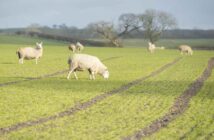 Sheep grazing wheat field