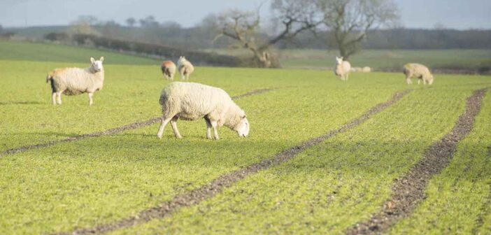 ‘Golden hoof’ strategy pays off for Cornwall grower