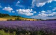 A mile long field of purple-blue flax ripening in the sun under blue skies