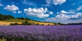 A mile long field of purple-blue flax ripening in the sun under blue skies