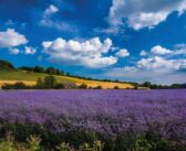 Holistic approach required to lower arable emissions