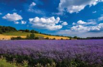 A mile long field of purple-blue flax ripening in the sun under blue skies