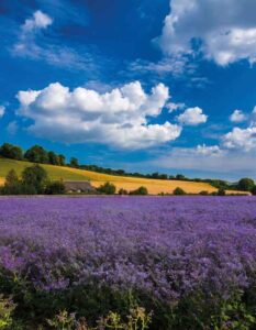 A mile long field of purple-blue flax ripening in the sun under blue skies