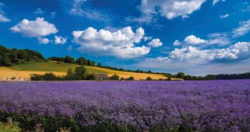 A mile long field of purple-blue flax ripening in the sun under blue skies