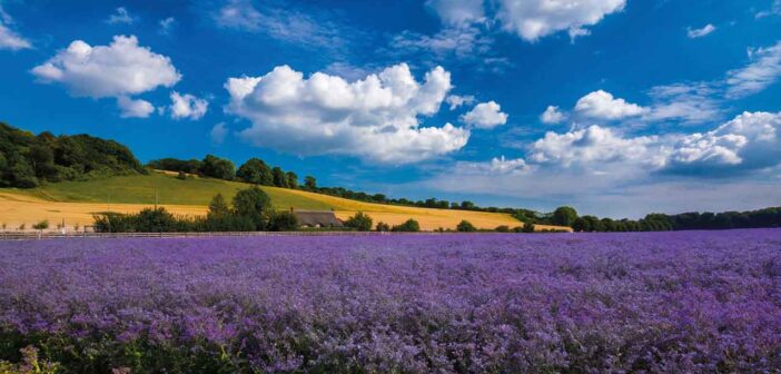 Holistic approach required to lower arable emissions