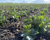 Trials show bacteria boost to beans