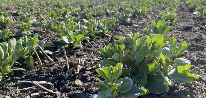 Trials show bacteria boost to beans