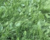 New herbicide offers faster dock control