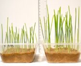 Nanofertiliser technology takes a step closer