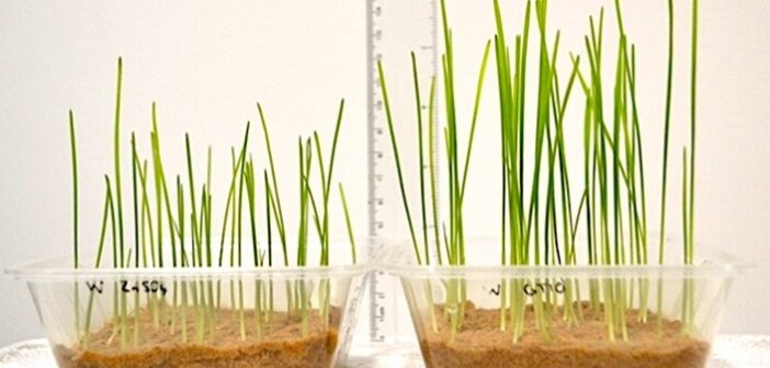 Nanofertiliser technology takes a step closer