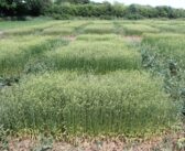 Camelina study offers crop stress insight