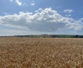 Spring barley Belter secures distilling approval