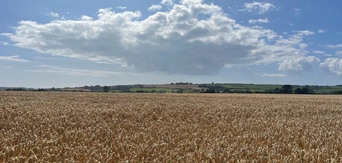 Spring barley Belter secures distilling approval