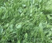 New grassland herbicide offers improved efficacy and persistence