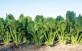 Beet crop