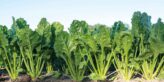 Beet crop