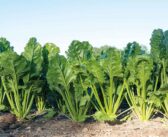 Boosting cultural measures a must for beet growers