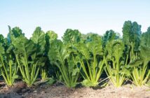 Beet crop