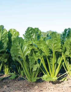 Beet crop