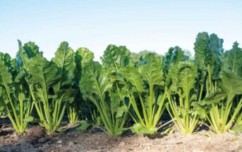 Beet crop