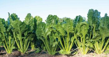 Beet crop