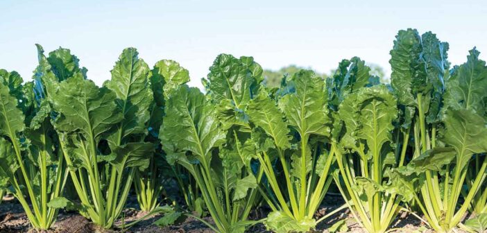 Beet crop