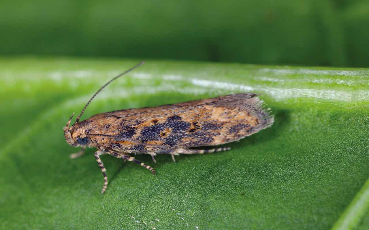 Beet moth